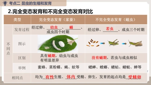 复习专题五生物的生殖和发育（串讲课件）-八年级生物上学期期末考点大串讲（人教版）(共20张PPT)