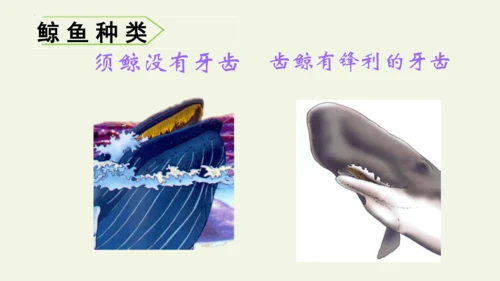 部编版 五年级语文上册第五单元习作例文 《鲸》（课件）