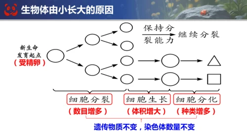 人教版（2024）七年级上册生物七年级上册期末总复习课件(共31张PPT)