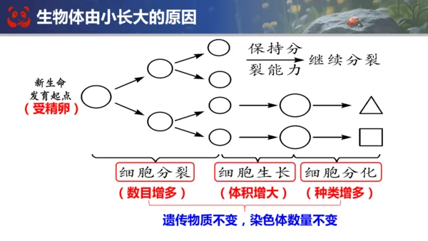 人教版（2024）七年级上册生物七年级上册期末总复习课件(共31张PPT)