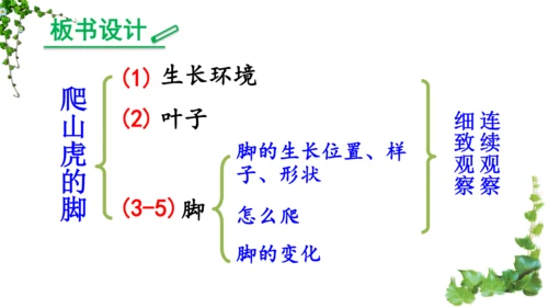 10 爬山虎的脚  课件