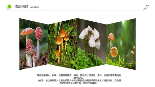 高清野生菌类动态PPT模板