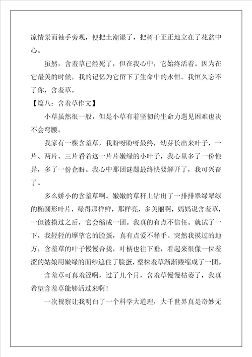 含羞草作文8篇