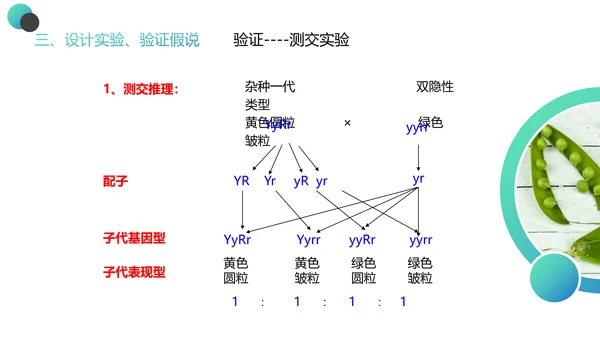 高中生物豌豆杂交实验PPT课件