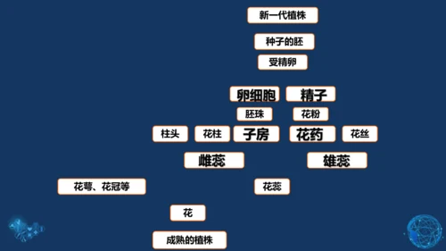 人教版生物学八年级下册 第七单元 第一章 生物的生殖和发育 第1节 植物的生殖 课件