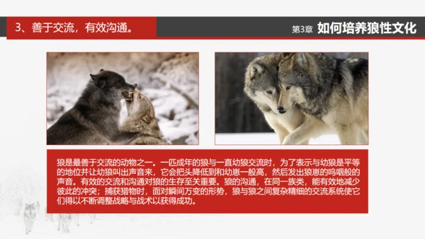 狼性文化通用PPT模板