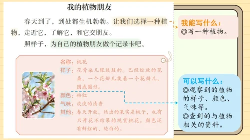 统编版语文三年级下册2024-2025学年度第一单元习作：我的植物朋友（课件）