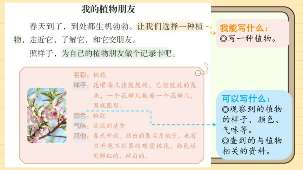 统编版语文三年级下册2024-2025学年度第一单元习作：我的植物朋友（课件）