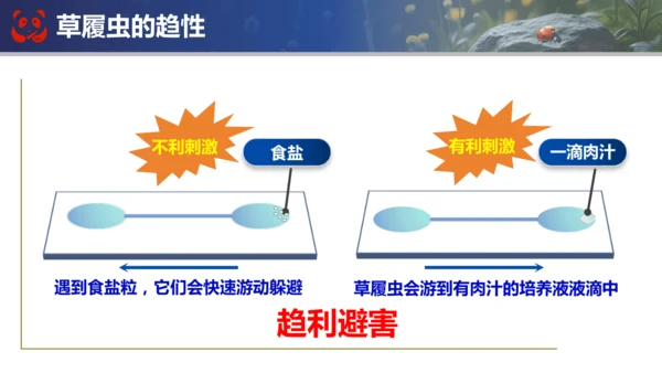 人教版（2024）七年级上册生物七年级上册期末总复习课件(共31张PPT)