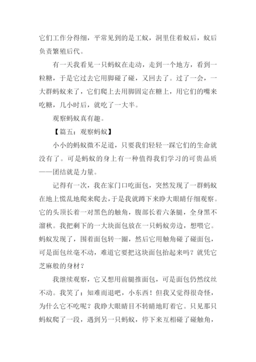 观察蚂蚁的日记.docx