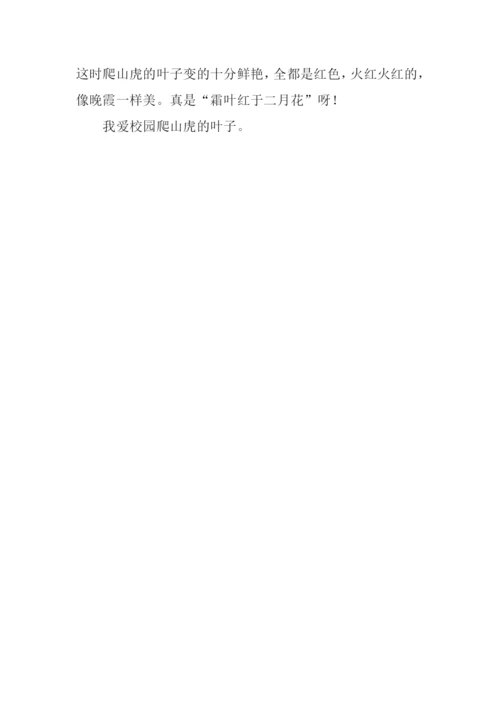 爬山虎的作文200字.docx