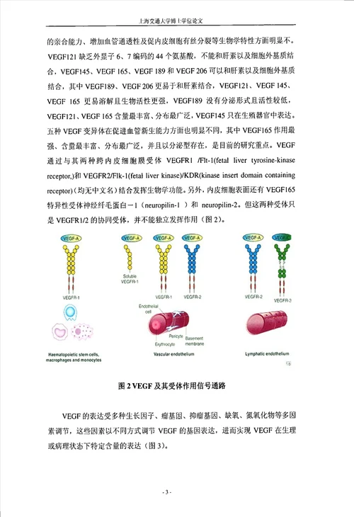 靶向血管内皮生长因子治疗视网膜母细胞瘤研究眼科学专业毕业论文