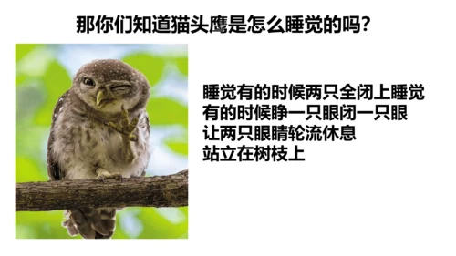 《黑夜狩猎者猫头鹰》