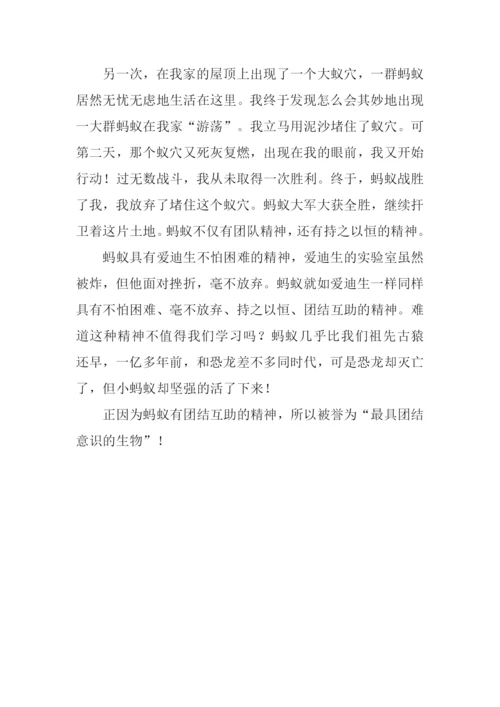蚂蚁作文-10.docx