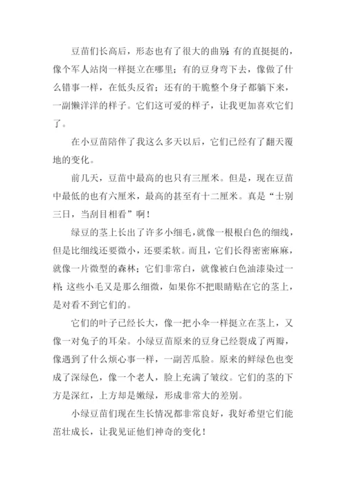 绿豆成长记作文.docx