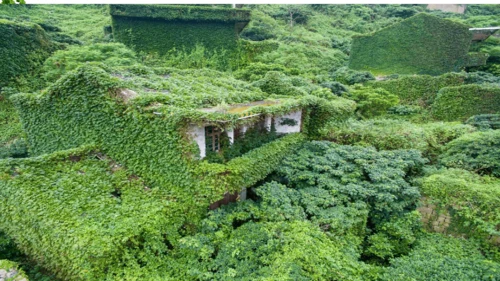 10 爬山虎的脚  课件