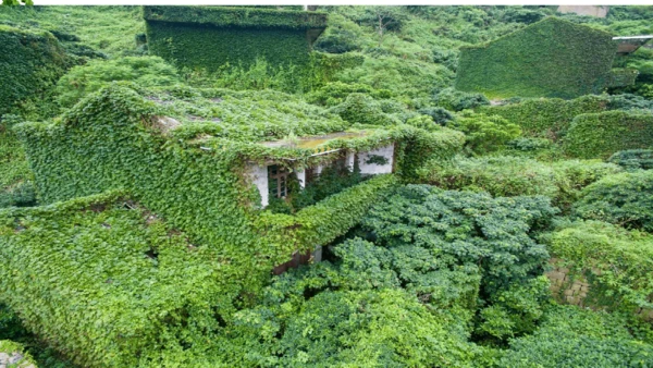 10 爬山虎的脚  课件