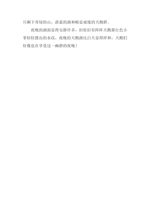 天鹅湖作文500字.docx