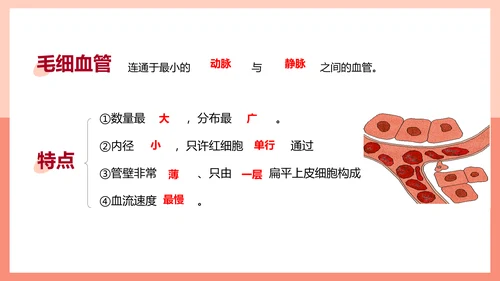 血流的管道，血管课件PPT模板.ppt