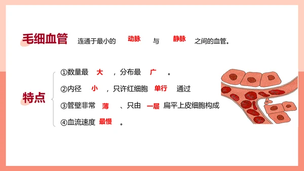 血流的管道，血管课件PPT模板.ppt