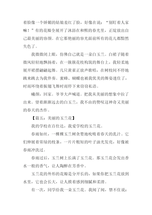 美丽的玉兰花作文200字.docx