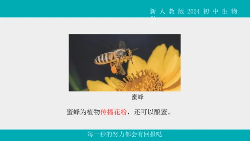人教版生物七年级上册2.2.1《无脊椎动物》教学课件(共40张PPT)+视频素材