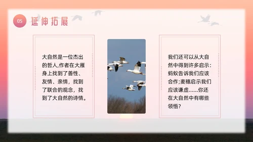 粉色简约八年级语文下册大雁归来PPT模板宣传PPT动态PP