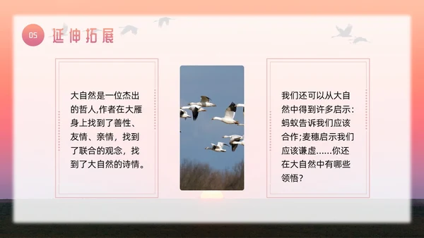 粉色简约八年级语文下册大雁归来PPT模板宣传PPT动态PP
