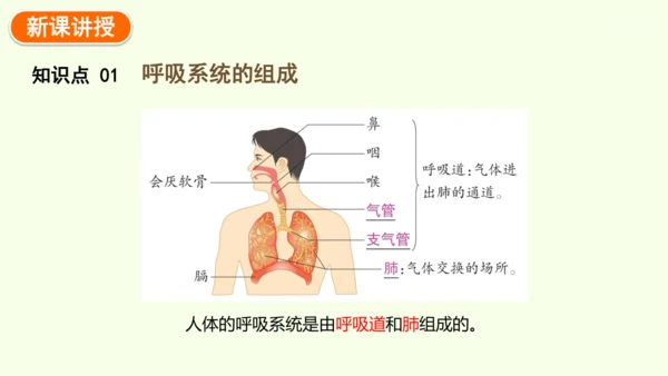 4.3.1 呼吸道对空气的处理-七年级生物下学期同步精品课件（2024人教版）(共26张PPT)