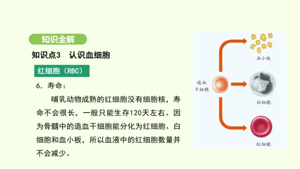 第四单元-第四章-第一节-流动的组织——血液课件-2024-2025学年七年级生物下学期人教版(20