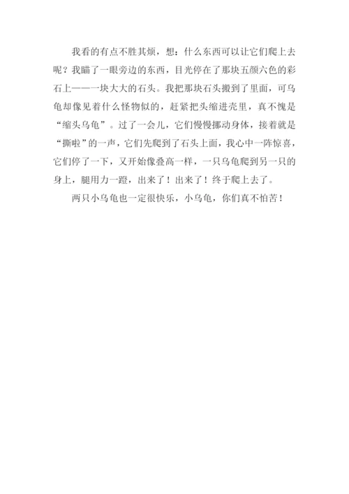 乌龟逃跑记作文700字.docx