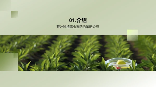 茶园病虫害科学防治