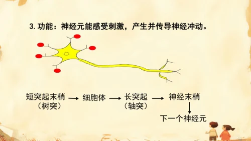 初中生物学人教版（新课程标准）七年级下册4.6.2 神经系统的组成课件(共18张PPT)