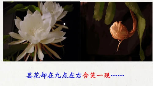 13《花钟》（课件）
