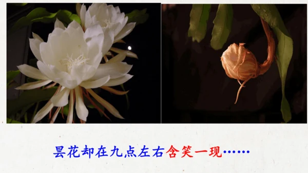 13《花钟》（课件）