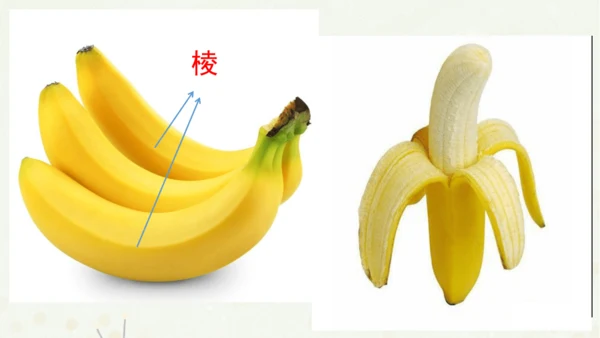 统编版三上第五单元 习作例文：我爱故乡的杨梅   课件
