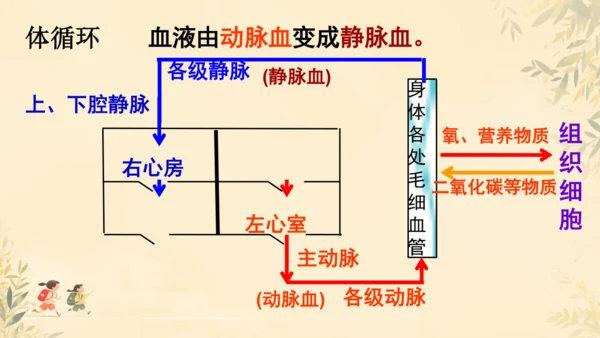 初中生物学>人教版（新课程标准）七年级下册4.4.3 输送血液的泵──心脏课件(共23张PPT)