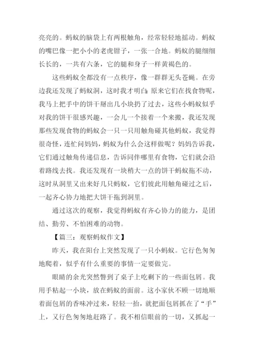 观察蚂蚁的日记.docx