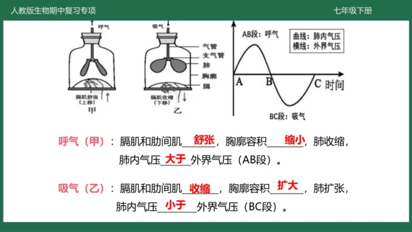 第三章 人体的呼吸（-七年级生物下学期期中考点大串讲（人教版）(共25张PPT)
