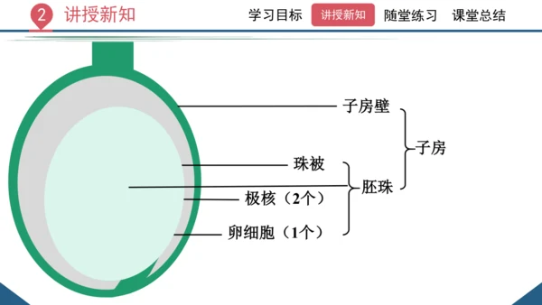 3.2.3  开花和结果  课件-2023-2024学年人教版生物七年级上册(共27张PPT)