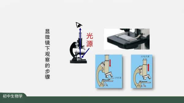 2.1.3 动物细胞 课件（共32张PPT）