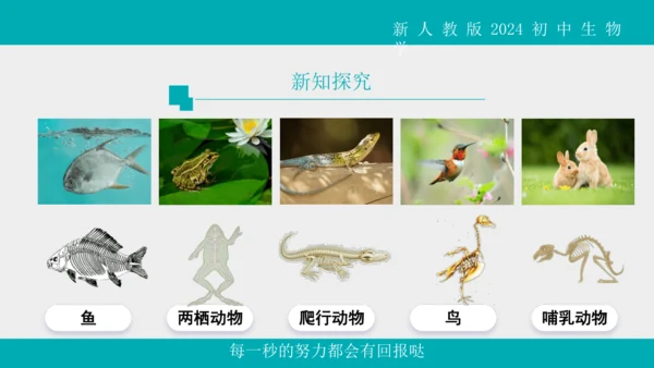人教版生物七年级上册2.2.1《无脊椎动物》教学课件(共40张PPT)+视频素材