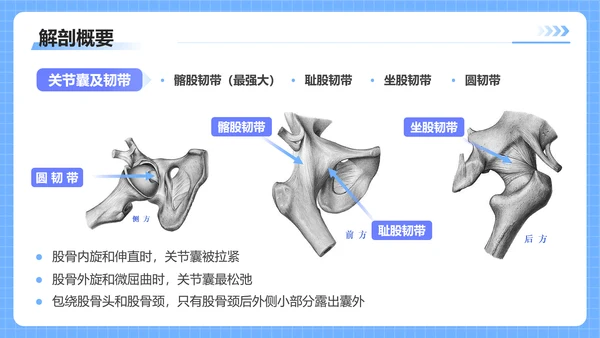 蓝色插画风股骨颈骨医护人员培训讲座医学护理PPT