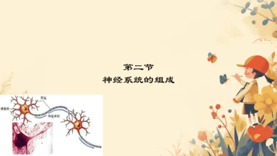 人教版（新课程标准）七年级下册4.6.2  神经系统的组成课件(共20张PPT)