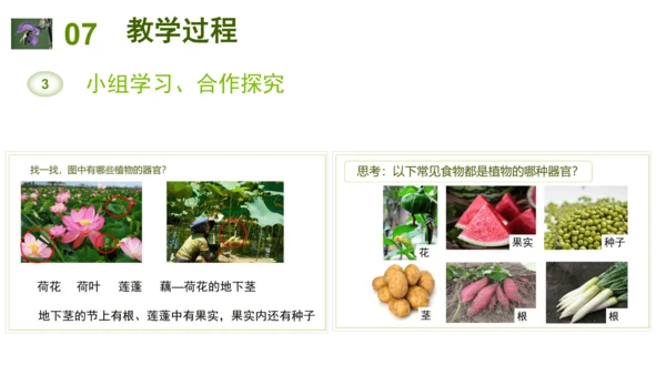 2.2.3植物体的结构层次 【说课课件】2023--2024学年人教版生物七年级上册(共42张PPT