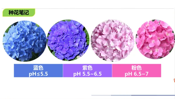第十单元课题1 溶液的酸碱性 课件(共23张PPT)