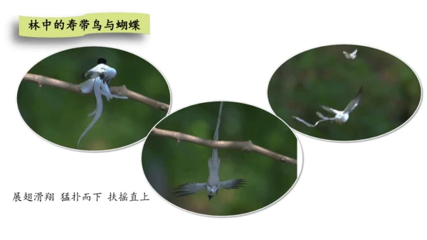 三年级语文上册第七单元整合课课件