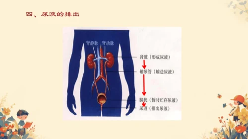初中生物学[期末专区]七年级下册第四章和第五章复习课件(共39张PPT)