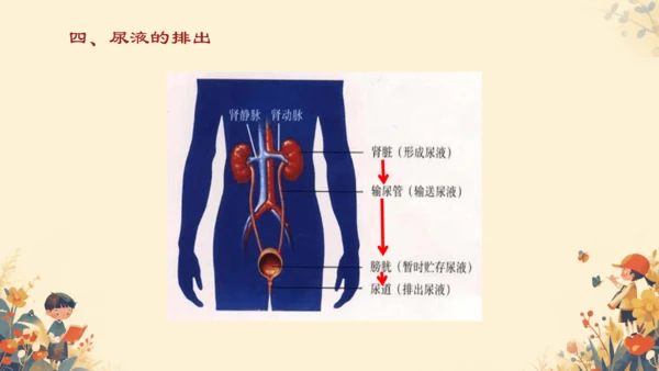 初中生物学[期末专区]七年级下册第四章和第五章复习课件(共39张PPT)