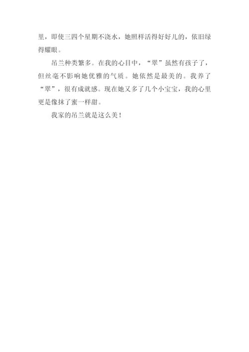 吊兰作文600字-10.docx